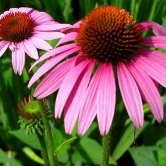 Echinacea purpurea 'JS Pink Prairie'