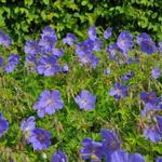 Geranium himalayense 'Baby Blue' - Geranium himalayense 'Baby Blue'