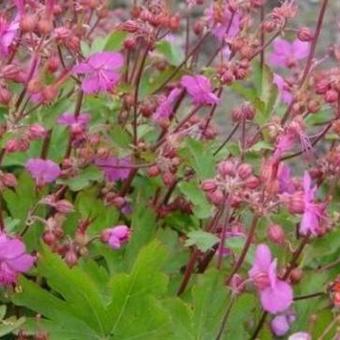 Geranium macrorrhizum JS 'Sandys Smile'