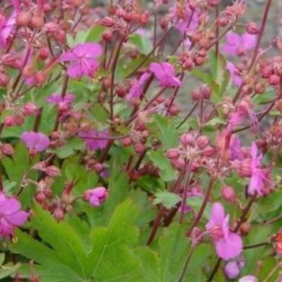 Geranium macrorrhizum JS 'Sandys Smile' - 