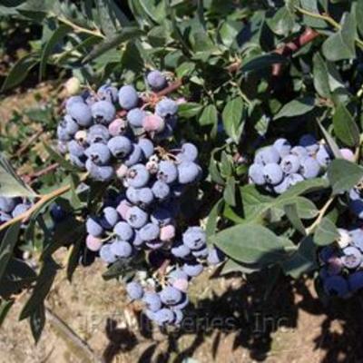 Vaccinium corymbosum 'Elliot' - 