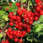 Ribes rubrum 'Red Poll' - 