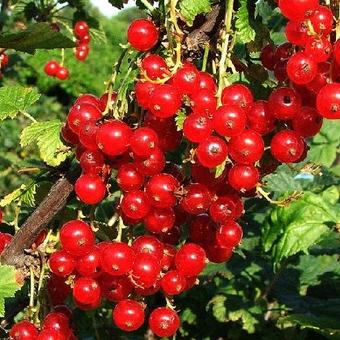 Ribes rubrum 'Red Poll'