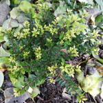 Ilex crenata 'Jelena' - 