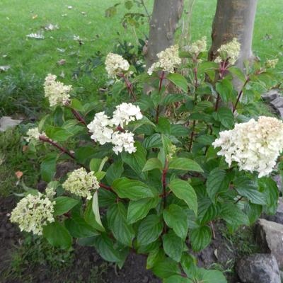 Hydrangea paniculata ´Silver Dollar´ - Hydrangea paniculata ´Silver Dollar´