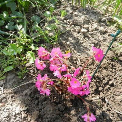 Phlox subulata 'EARLY SPRING Light Pink' - 