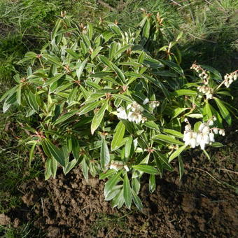 Pieris japonica 'Flaming Silver'