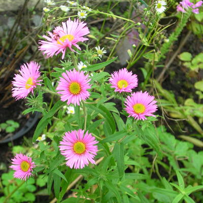 Aster novae-angliae 'Rosa Sieger' - 