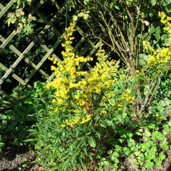 Solidago flexicaulis 'Variegata'