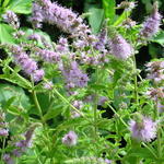 Mentha asiatica - 