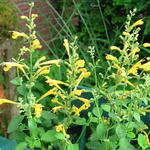 Agastache aurantiaca 'Sunset Yellow' - 