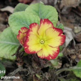 Primula polyanthus