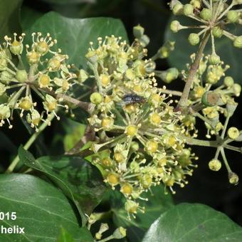 Hedera helix