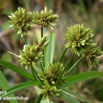 Cyperus alternifolius