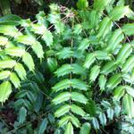 Mahonia bealei - Berberis bealei