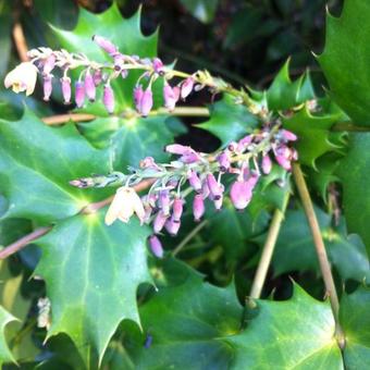 Mahonia bealei