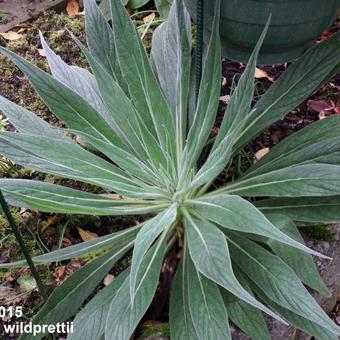 Echium wildpretii