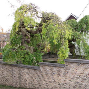 Styphnolobium japonicum 'Pendula'