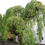 Styphnolobium japonicum 'Pendula' - 