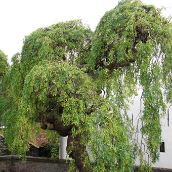 Styphnolobium japonicum 'Pendula'