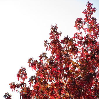 Liquidambar styraciflua 'Worplesdon'