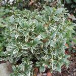 Osmanthus heterophyllus 'Variegatus' - 