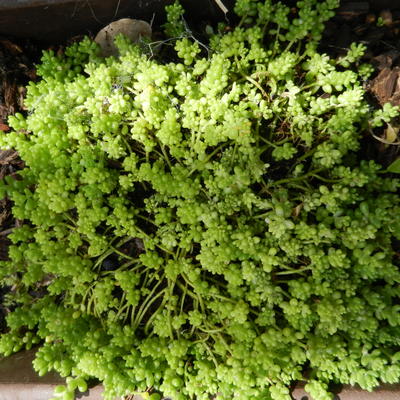 Sedum album 'Minus' - 