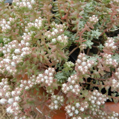 Sedum farinosum - 