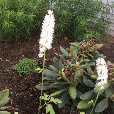 Actaea simplex 'White Pearl' - Actaea simplex 'White Pearl'