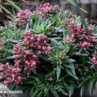 Crassula schmidtii