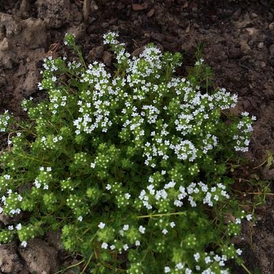 Thymus praecox 'Albus' - 