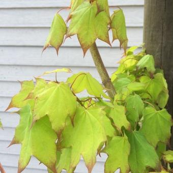 Acer cappadocicum 'Aureum'