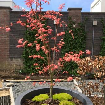 Acer palmatum 'Momoiro-koya-san'