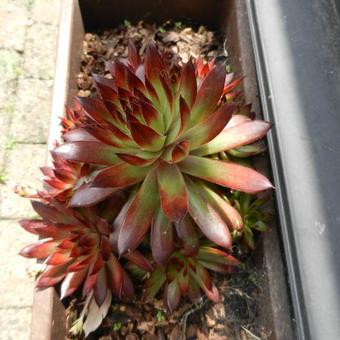 Sempervivum 'Bronco'