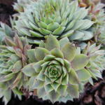 Sempervivum 'Utopia - 