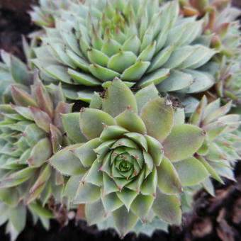 Sempervivum 'Utopia