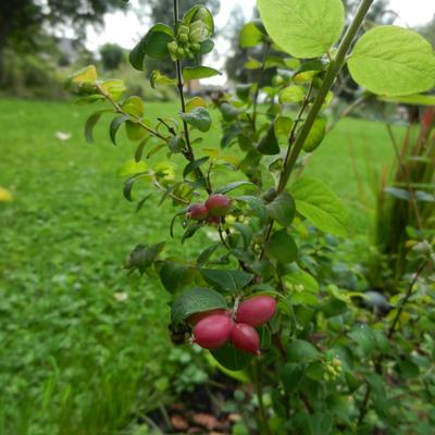 Symphoricarpos x doorenbosii 'Magic Berry'