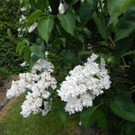 Syringa vulgaris - Gemeiner Flieder