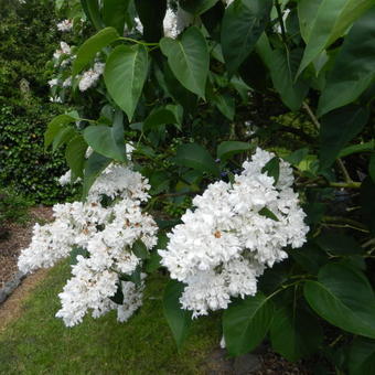 Syringa vulgaris