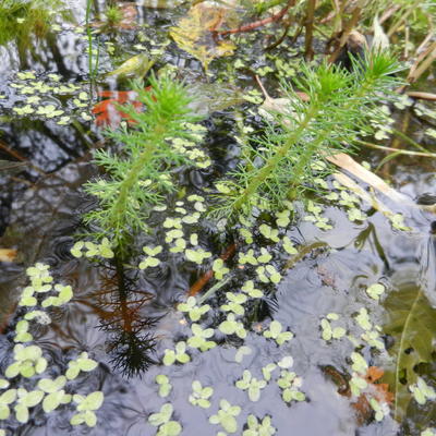 MYRIOPHYLLE CRISPATA - Myriophyllum crispata