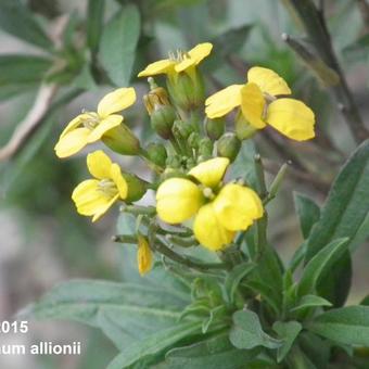 Erysimum x allionii