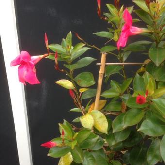 Mandevilla