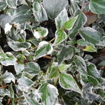 Hedera helix 'Little Diamond' - 