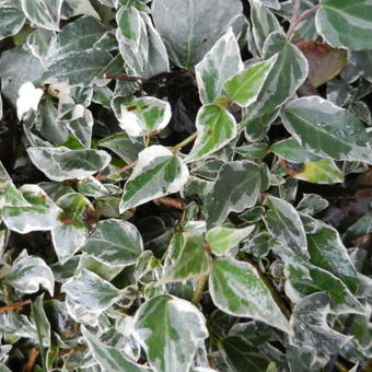 Hedera helix 'Little Diamond'