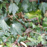 Hedera helix 'Green Ripple' - LIERRE COMMUN 'GREEN RIPPLE'