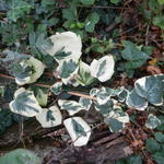 Hedera colchica 'Dentata Variegata' - 