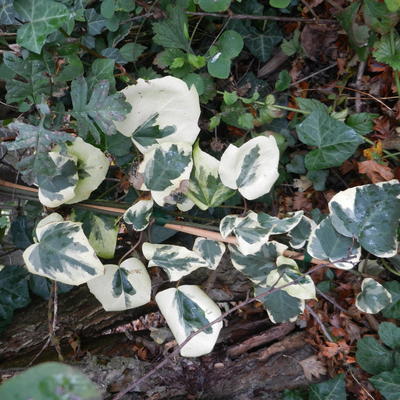 Hedera colchica 'Dentata Variegata'