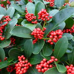 Skimmia japonica 'Veitchii' - 