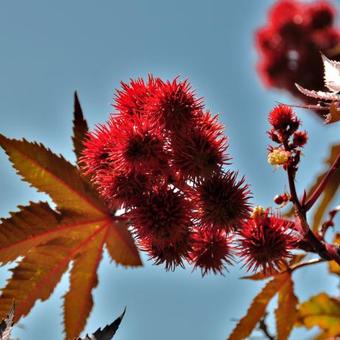 Ricinus communis