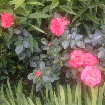 Rosa 'Schloß Balthasar' - 